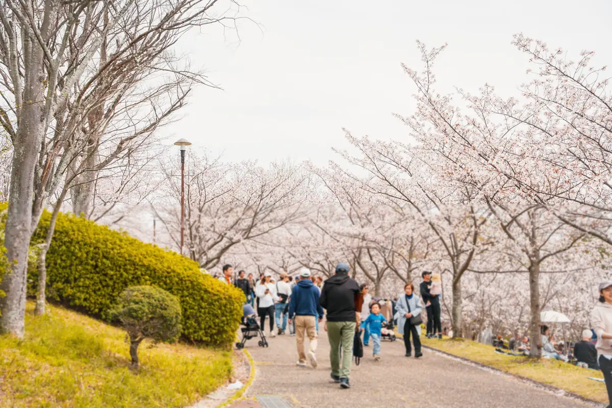 西神中央公園 桜まつり 2026(第23回)|西神中央さくらまつり 1