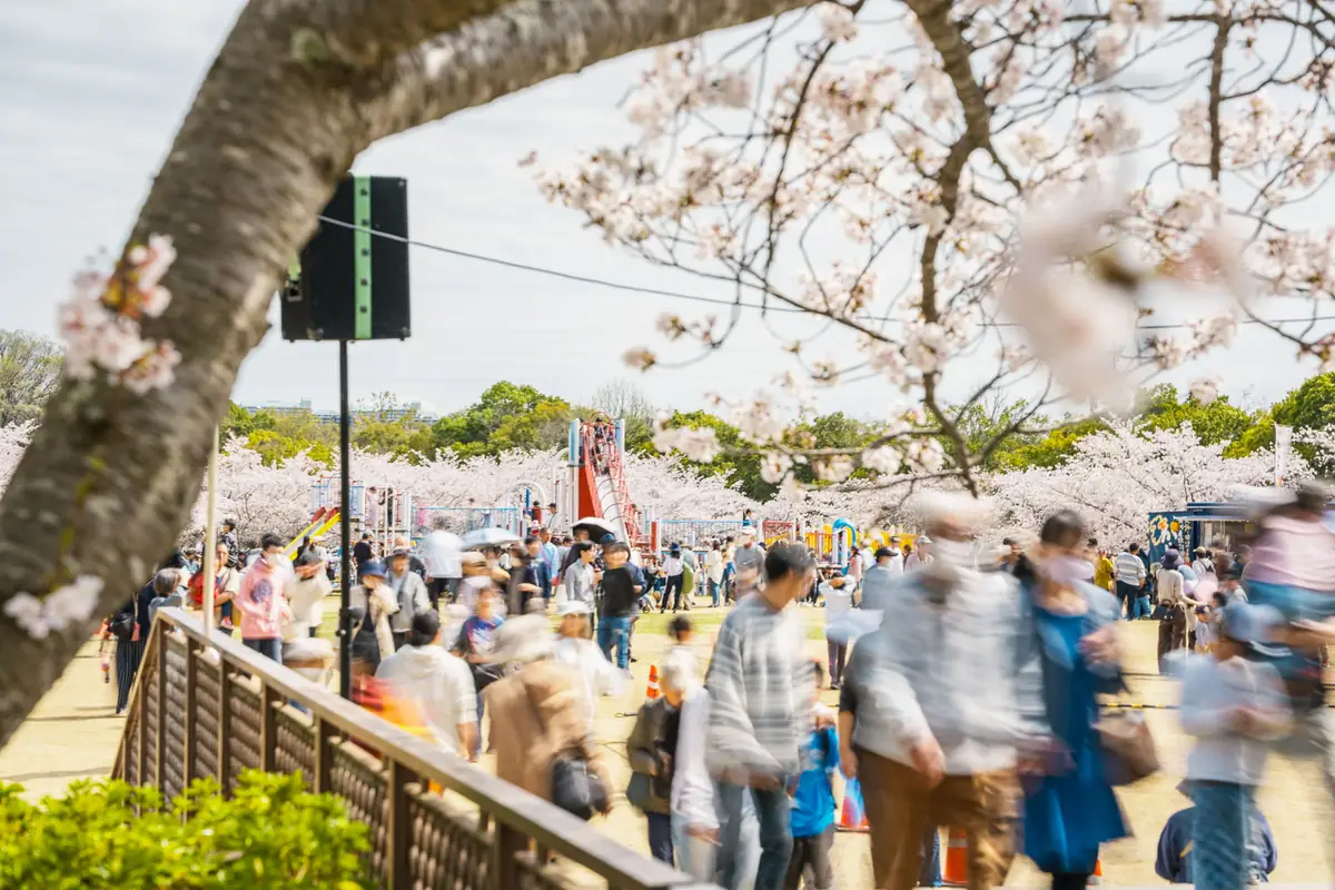 地下鉄でふらっと西神中央へ。桜まつりと春散歩の一日【2026】