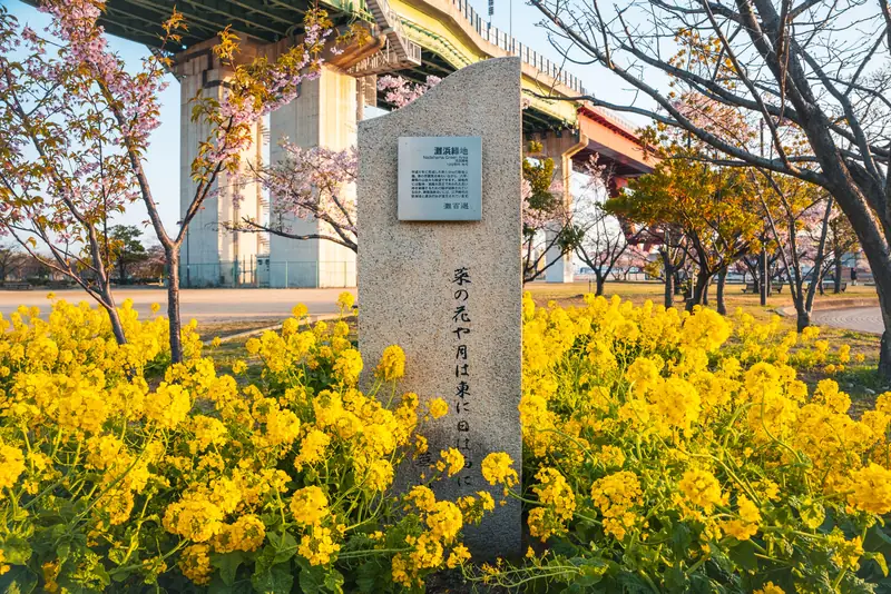 灘浜緑地の菜の花