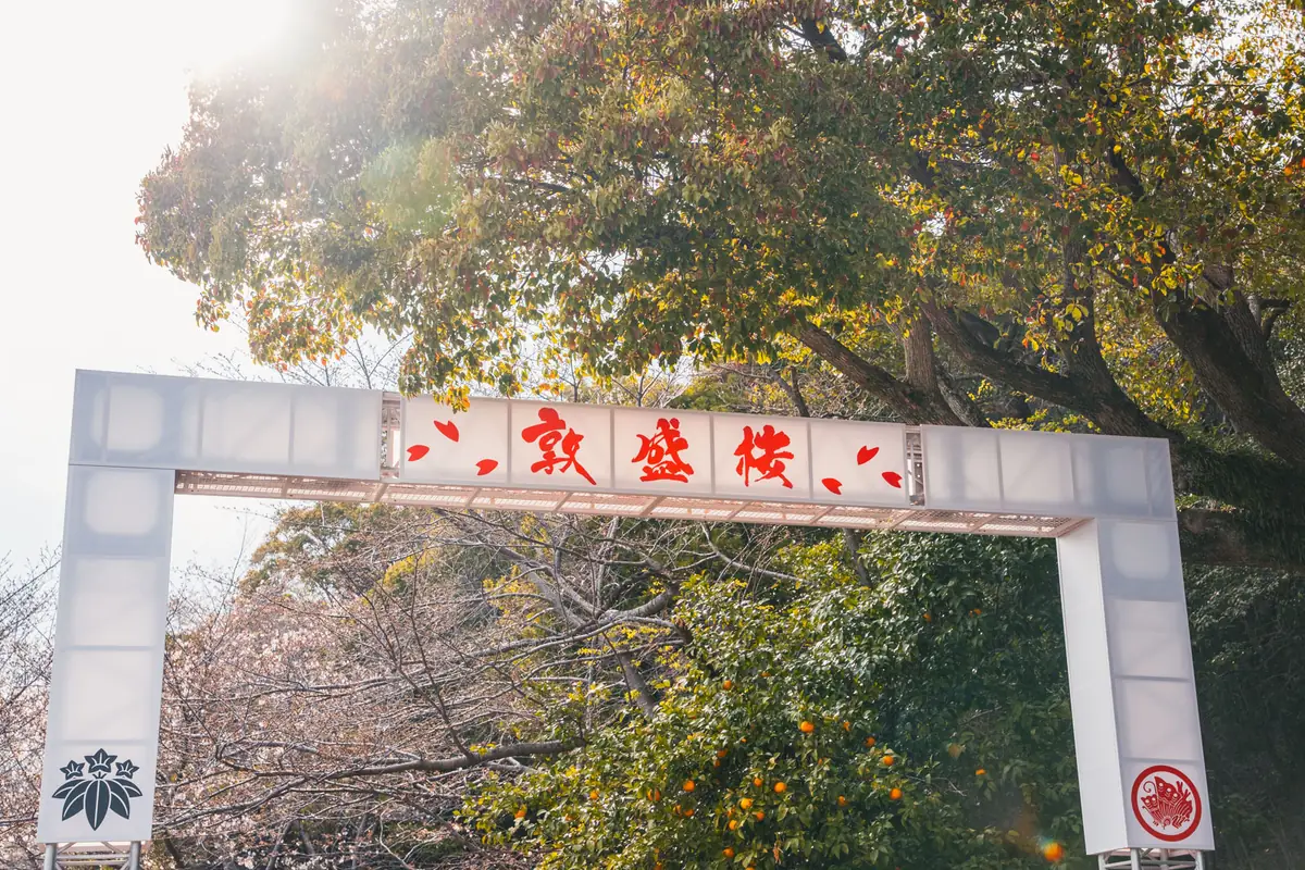 敦盛桜 2026 1