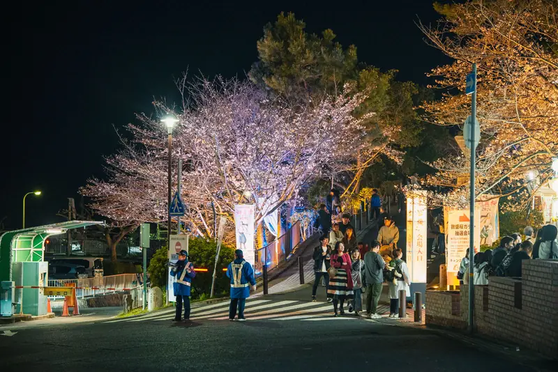敦盛桜 2026へ行ってきました。花見客と屋台でにぎわう須磨浦公園、桜は場所によって見頃も