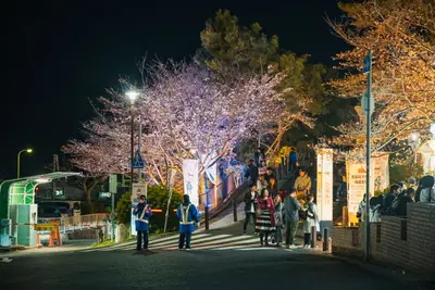 敦盛桜 2026へ行ってきました。花見客と屋台でにぎわう須磨浦公園、桜は場所によって見頃も