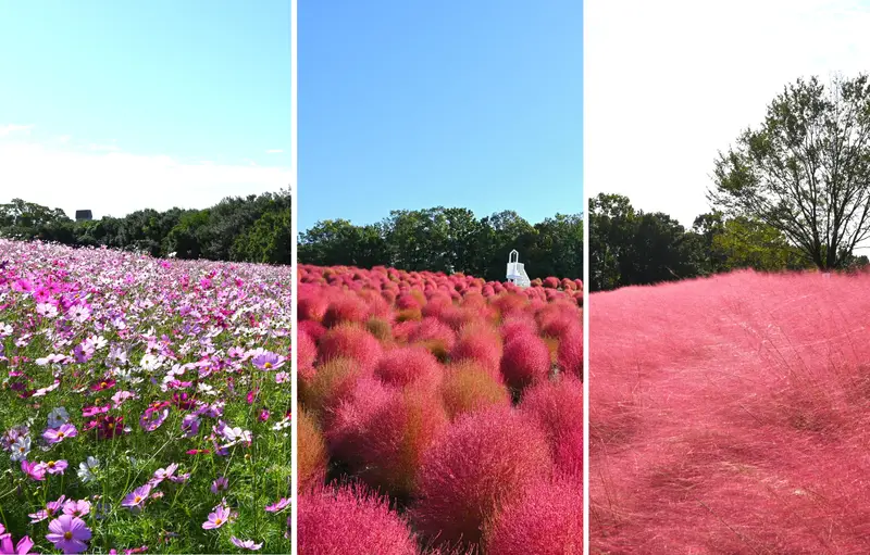 Cosmos & Kochia Festa at Expo '70 Park