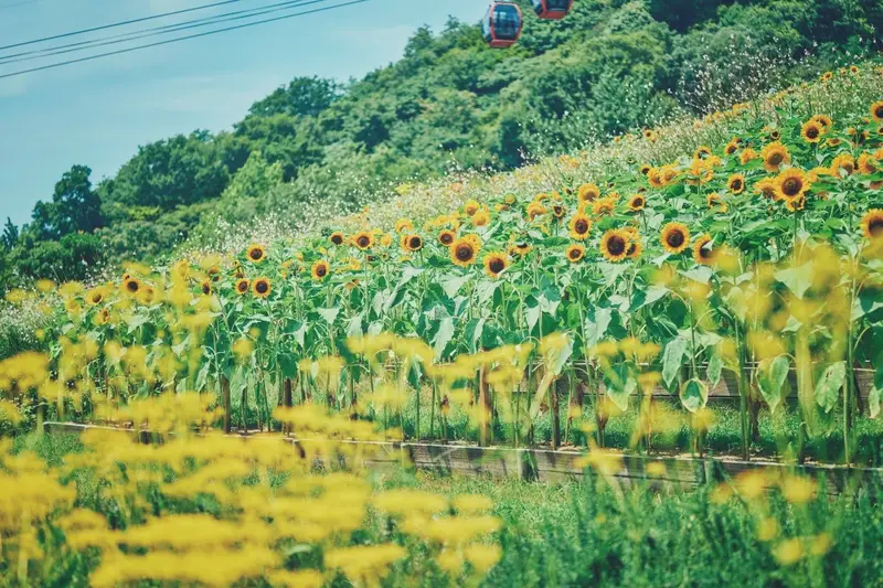 神戸布引ハーブ園 GARDEN FEST 2026 -Summer- 4