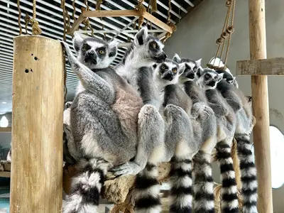 NIFREL "WAO! Touch Madagascar"