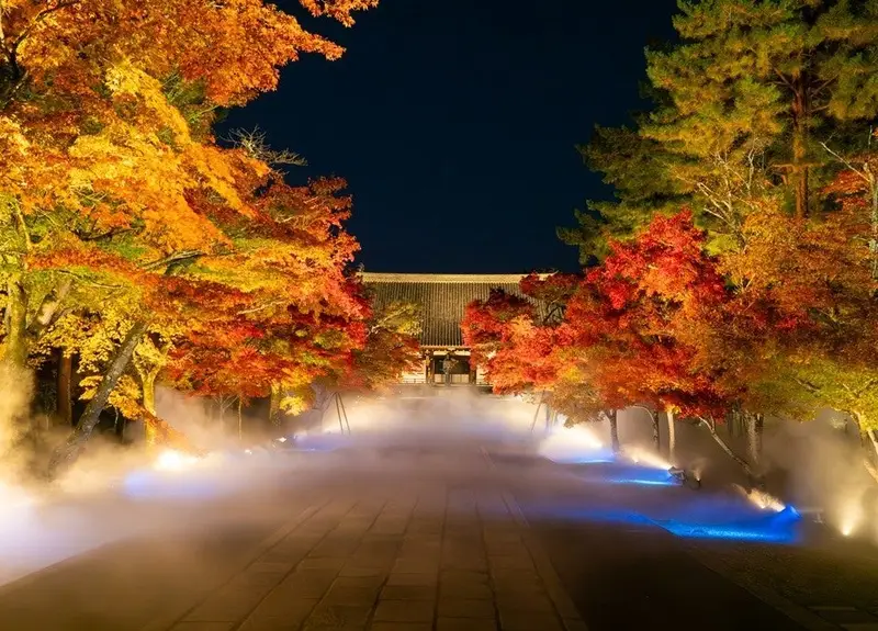仁和寺 紅葉雲海夜間點燈