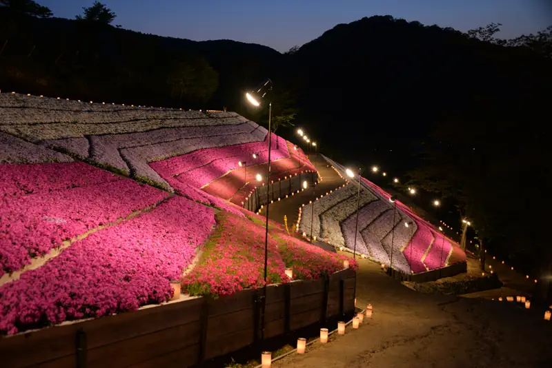 夜芝桜鑑賞会 — ろうそくで照らされた芝桜の丘