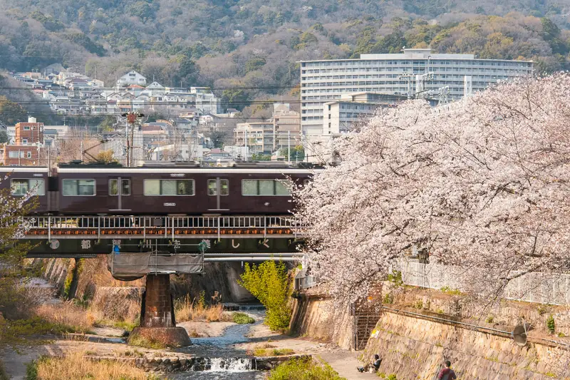 都賀川の桜