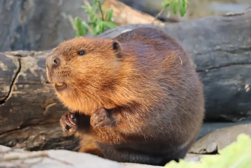 Beaver stick keychain