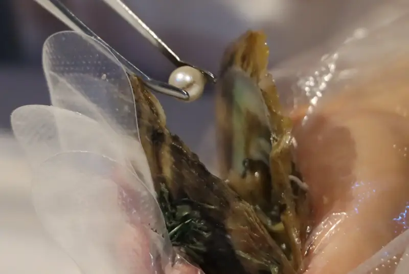 Pearl extraction experience