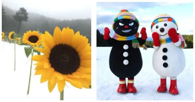 雪の上に並ぶひまわりと、キャラクターのスノイル＆ワルイル
