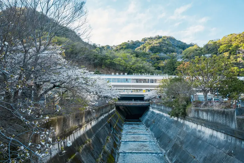 生田川の桜と川沿いの春景色