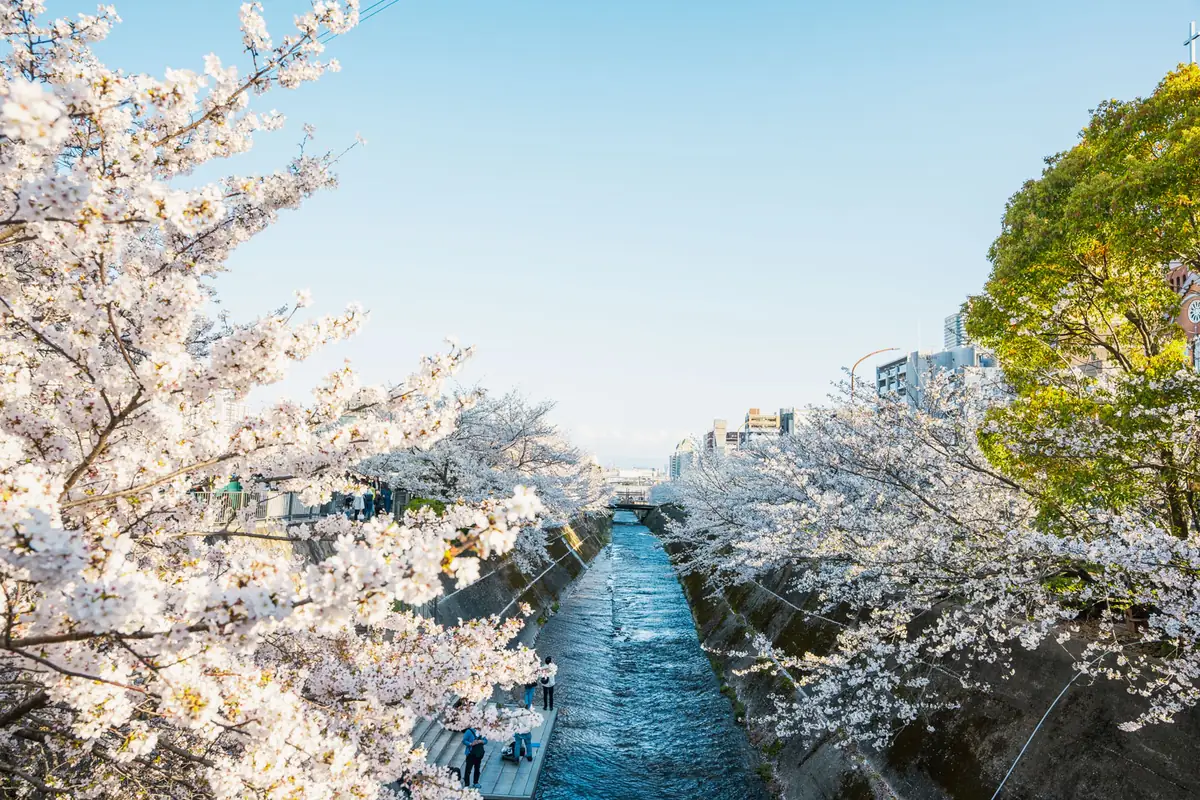 生田川の桜が見頃に。布引橋周辺は花見客と撮影する人でにぎわっていました