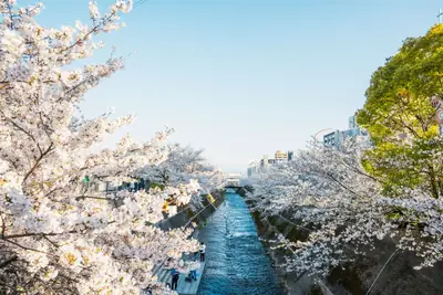 生田川の桜が見頃に。布引橋周辺は花見客と撮影する人でにぎわっていました