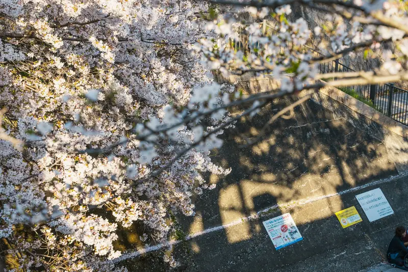 生田川沿いで咲く桜と中央区の街並み