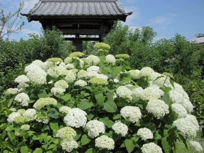 加古川・圆照寺的绣球花迎来最佳观赏期｜约90种350株，盛期至7月5日前后