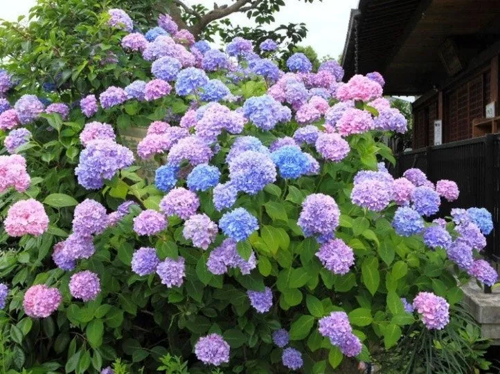 A variety of hydrangeas, including ones that shift from white to red