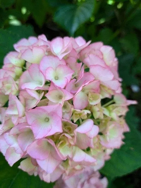Hydrangeas standing out in the rain