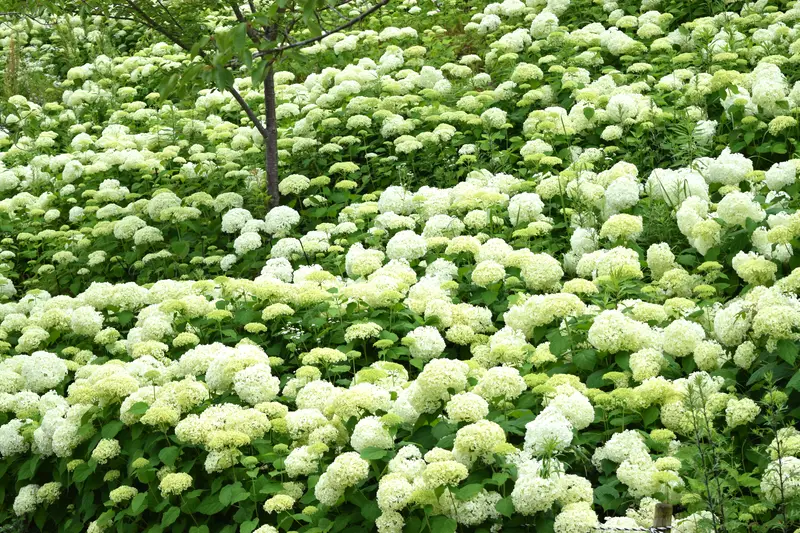 園内に咲くアナベル