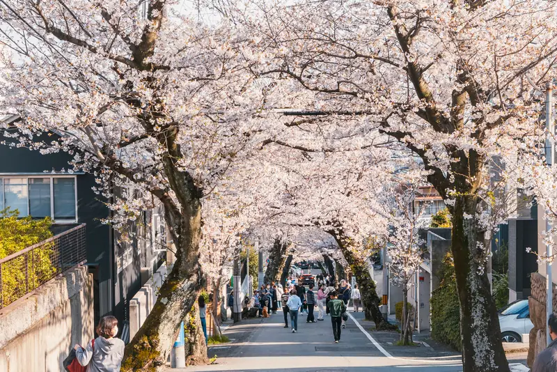 神戸・灘区の桜のトンネルへ。摩耶ケーブル下から歩ける、話題の春景色