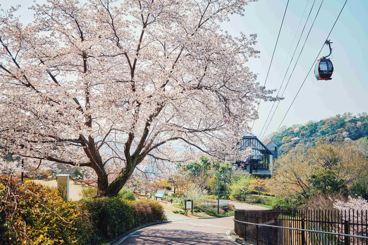 手ぶらでワンランク上のお花見を。神戸布引ハーブ園の山桜が間もなく