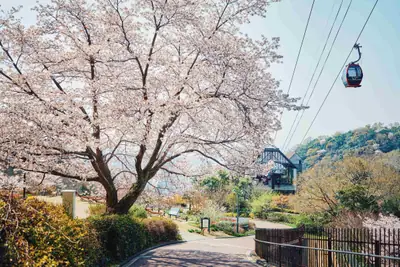 手ぶらでワンランク上のお花見を。神戸布引ハーブ園の山桜が間もなく見ごろ、ガーデンピクニック2026も開催中