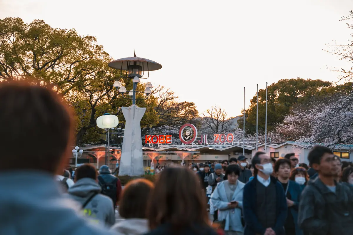 王子動物園 夜桜通り抜け 2026 1