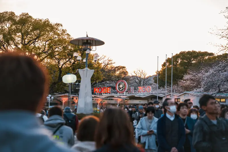 王子動物園 夜桜通り抜けの入場待ち