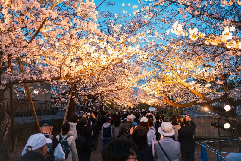 Oji Zoo Night Cherry Blossom Walk 2026
