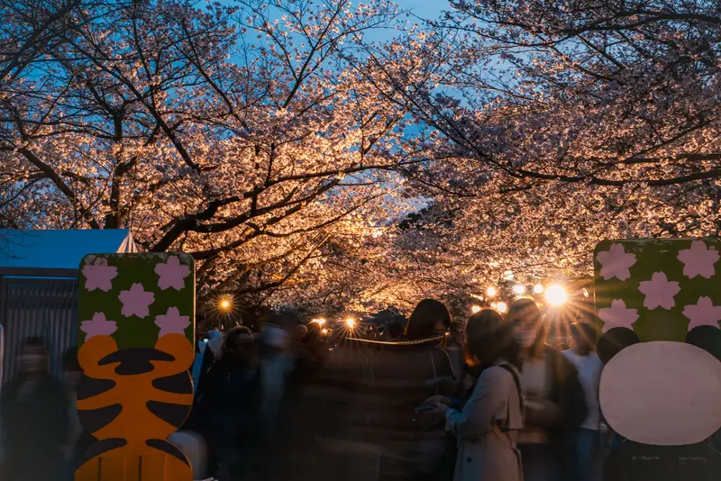 夜桜通り抜け会場のにぎわい