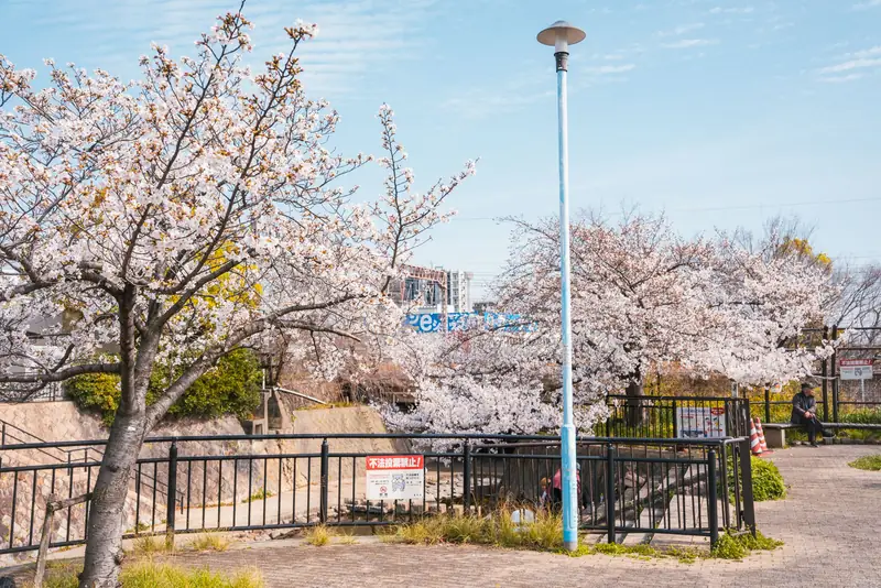 都賀川沿いの桜