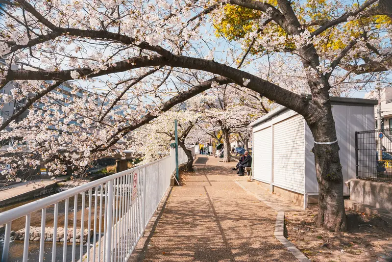 都賀川沿いの遊歩道と桜