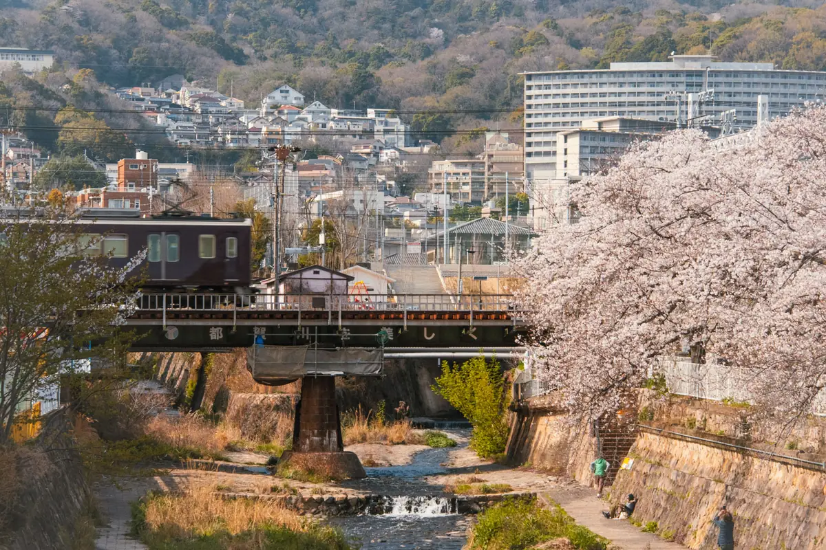 都賀川の桜へ。阪急電車と桜のコラボが見られる、灘区の春景色