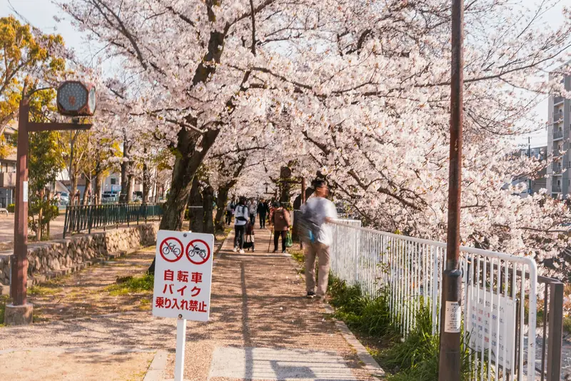 都賀川の桜並木