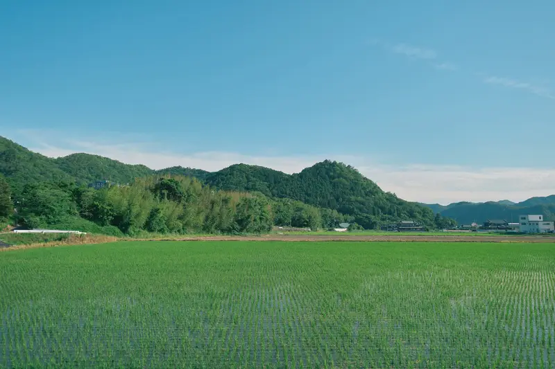 市川流域に広がる田園風景