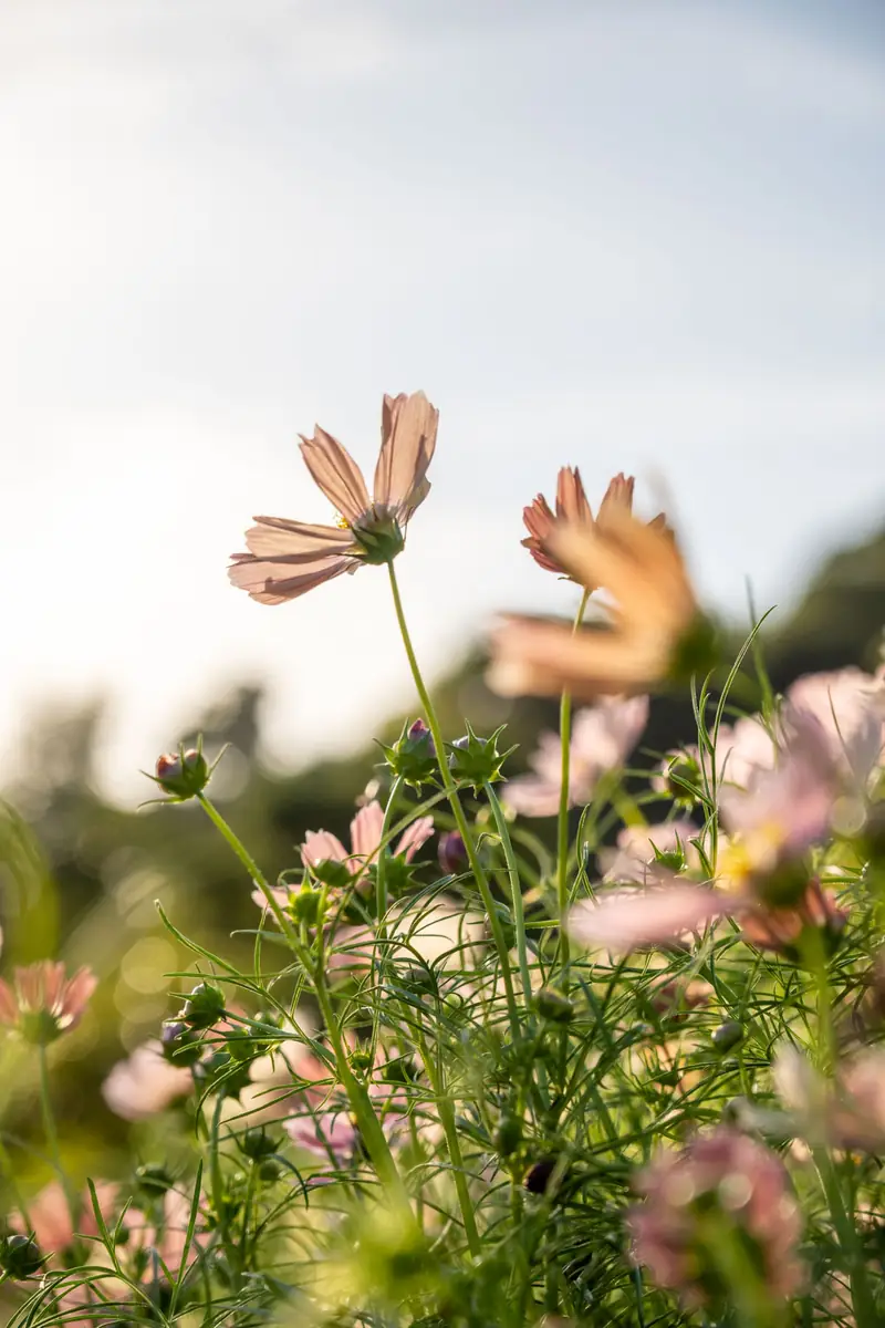 神戸布引ハーブ園／ロープウェイ 2