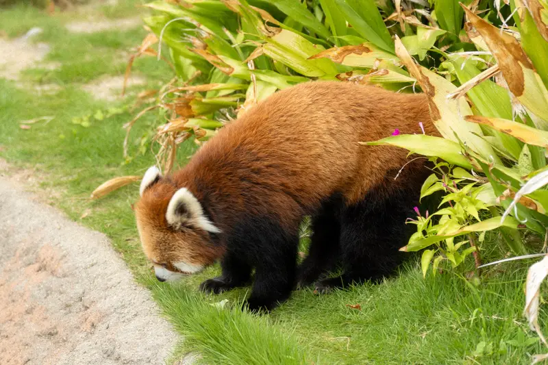 Kobe Oji Zoo 2