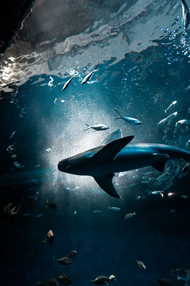 神户须磨海洋世界 5