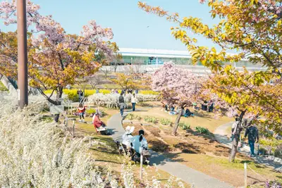 【神戸・灘区】西郷川河口公園｜河津桜×ユキヤナギのコラボは今が見納め