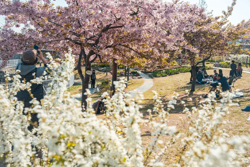 西郷川河口公園 賑わう春の公園