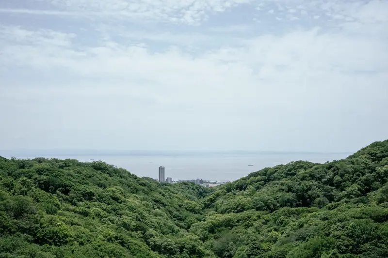 馬の背(須磨アルプス) 4