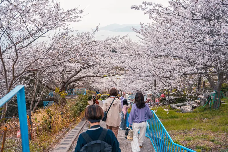 須磨浦山上遊園の桜